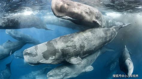 揭晓：首张全球鲸鱼迁徙地图揭示了鲸鱼前途沿线日益严重的危险_威胁_海洋_保护