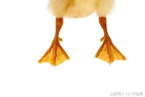 描写鸭子的外形和动作,鸭子的外貌特征和特点,小鸭子的外貌特点描写_大山谷图库