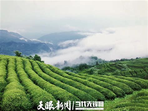 普洱茶制茶工艺流程图长卷,茶类包装,包装设计,设计模板,汇图网www.huitu.com