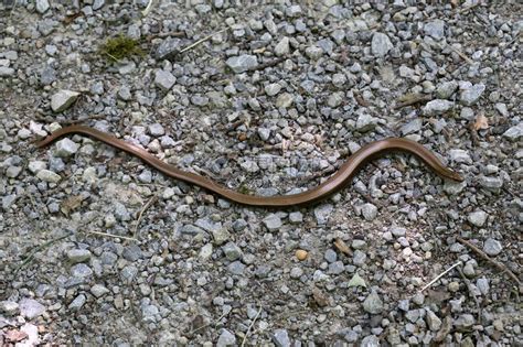 一条小蛇从砾石中爬出道路高清图片下载-正版图片506139253-摄图网