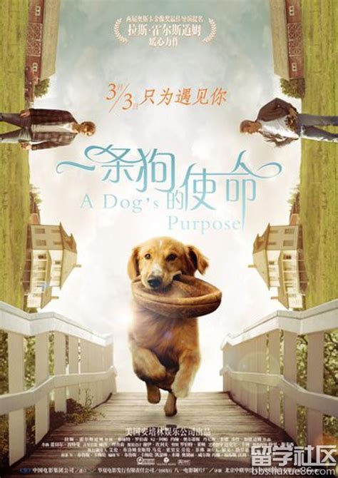 电影《一条狗的使命》几款时光穿越海报设计|平面|海报|娜娜001 - 原创作品 - 站酷 (ZCOOL)