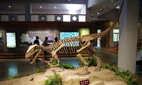 全球保存最完整的恐龙木乃伊化石运抵郴州 长约12米 - 市州精选 - 湖南在线 - 华声在线