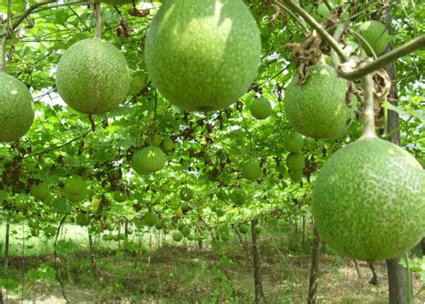 瓜蒌子和吊瓜子的共同点和区别 - 惠农网