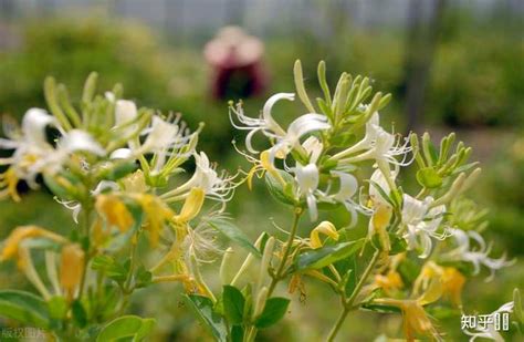 农村常见的金银花，除了泡水解暑，其实还有很多养生功效-花卉百科-绿宝园林网