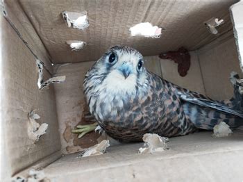 民警巡逻途中救下一只小鸟 竟是国家二级保护动物红隼-宁夏新闻网