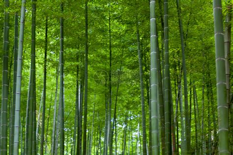 水墨竹林中式古典竹子竹叶png素材
