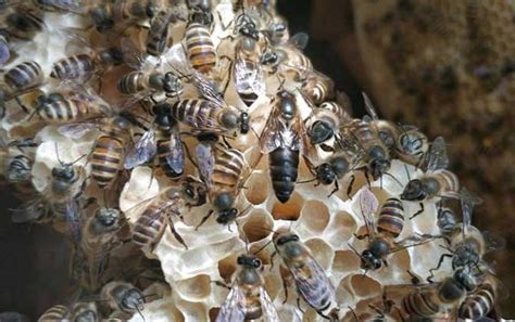 有哪些能维持大群的中蜂品种？ - 中华蜜蜂 - 酷蜜蜂