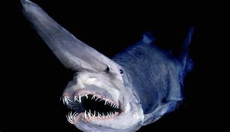 深海奇葩生物,这些怪鱼形状奇特 为什么深海鱼那么怪（图片）_奇象网