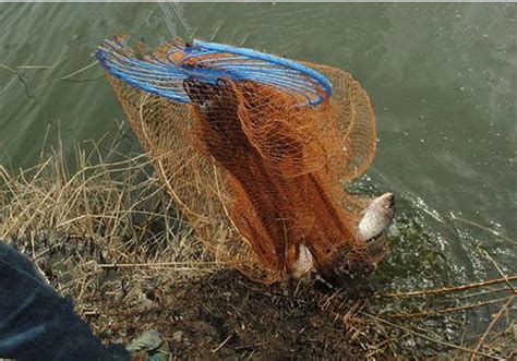 户外撒网捕鱼的大哥，清水中演示鱼是怎么进网的，原理原来这么简单！_腾讯视频