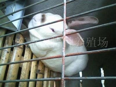 [獭兔批发]出售獭兔 八点黑 新西兰伊拉种兔 包运输 包技术 可实地考价格98元/只 - 惠农网