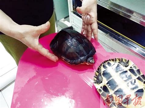 南石龟一次喂多少龟粮-宠物网问答