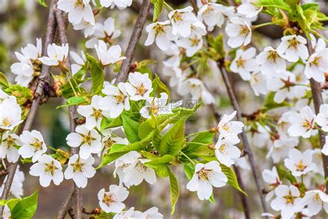 樱桃树果园的花在春日开花高清图片下载-正版图片505008191-摄图网