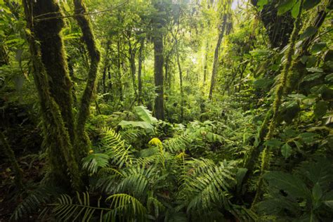 【热带雨林摄影图片】风光摄影_太平洋电脑网摄影部落