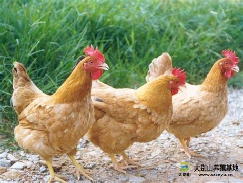 大别山红冠土母鸡_大别山农场|生态养殖|生态旅游|土鸡批发|肉鸡销售|鸡蛋价格