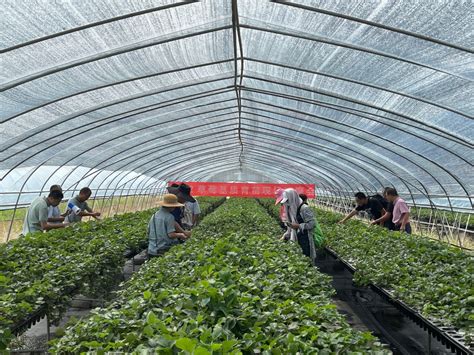 宁波市草莓基质育苗现场观摩交流会在奉化召开