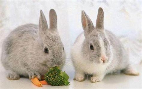 兔子最爱吃什么食物 兔子爱吃的东西 - 知乎