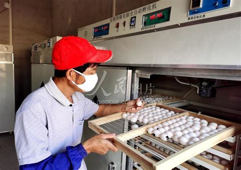 广西贵港：小鸽子 大产业-人民图片网