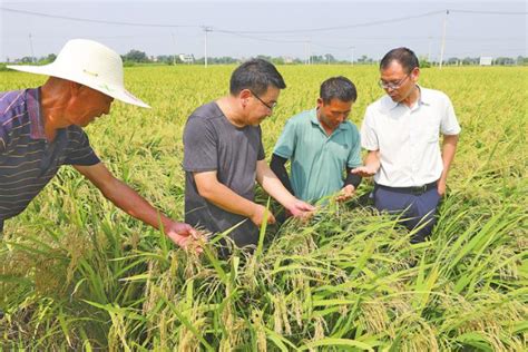 推广再生稻 助推农业高质量发展 繁昌文明网