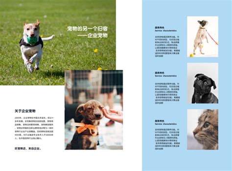 宠物市场宣传素材-宠物市场宣传模板-宠物市场宣传图片免费下载-设图网