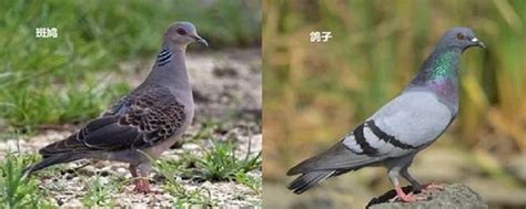 斑鸠和鸽子的区别图片（鸽子和斑鸠的区别图解） | 商梦号