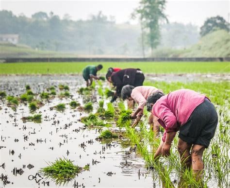 遂宁市安居区：万亩水稻迎丰收 机械化收割率超90%_四川在线