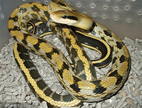 世界十大最致命毒蛇，第一名竟然也生活在中国，第二名是非洲最长 - 千奇百怪 - 华声论坛