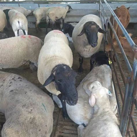 新疆牛羊交易场：大批活羊“列队”销售，农村大哥买羊用货车拉_腾讯视频