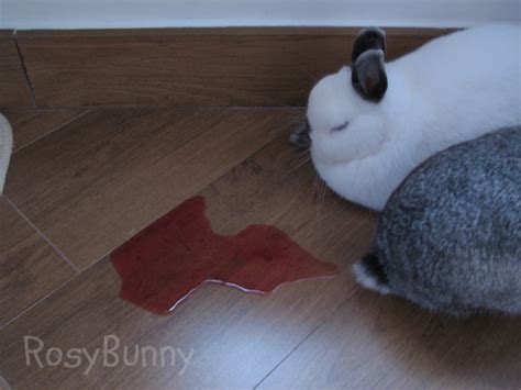 兔兔血尿怎么办-兔子尿血怎么办