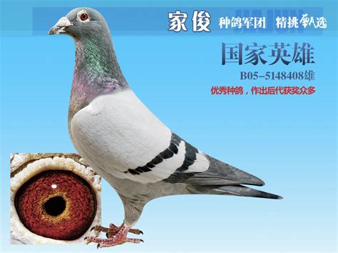 中国鸿润鸽苑正式建立信鸽DNA数据库