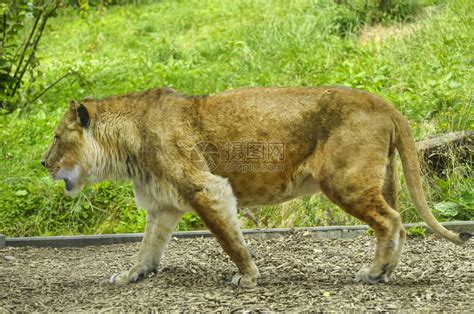 一只非洲女狮子在动物高清图片下载-正版图片506386193-摄图网