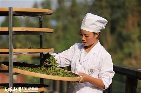 从源头把控，贵州茶叶种植基地“三大行动”取得新成效_推广_防控_茶园
