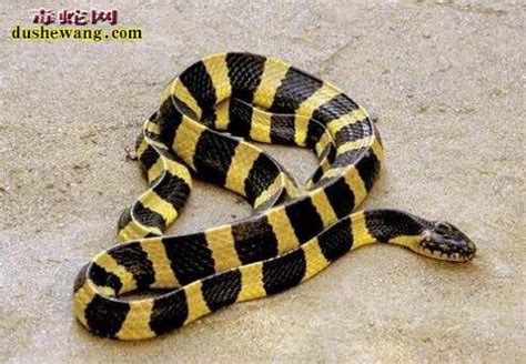 一身金色的蛇，黄金眼镜蛇是更可爱还是更恐怖呢？|眼镜蛇|金色|可爱_新浪新闻