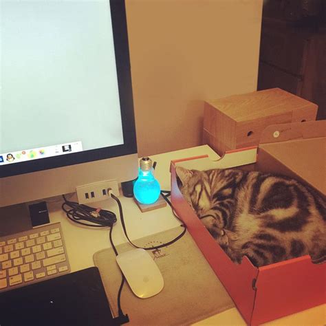 小条纹猫离电脑键盘很高清图片下载-正版图片504160765-摄图网