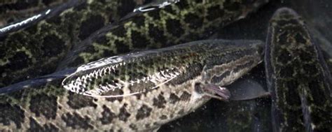 黑鱼的生活环境与特点 - 农敢网