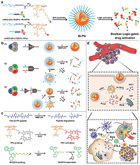 Schematic illustration of the stimuli‐activatable BLPNs for cancer ...