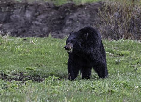 美国黑熊 Ursus Americanus 在森林砍伐景观中。高清摄影大图-千库网