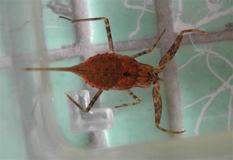 人们通常会借助于哪种昆虫对湿地水质进行监测-蚂蚁庄园小课堂8月11日答案-燕鹿手游网