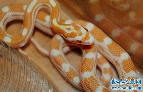 世界十大无毒蛇 水蛇最普遍玉米蛇成宠物_世界十大 - MC世界之最