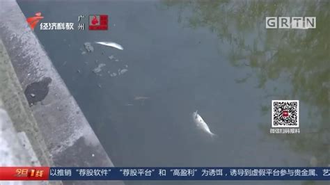惠州鱼塘死二十万斤鱼 - 广西首页 -中国天气网