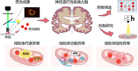 杨竞研究成果“神经退行性病变的代谢免疫调控全新机制”入选2021年度“中国神经科学重大进展”