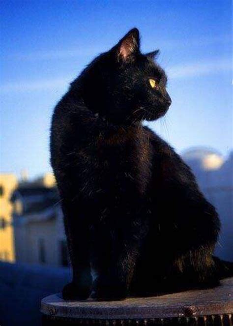 养一只“纯黑色猫咪”的快乐，你真的不懂_品种