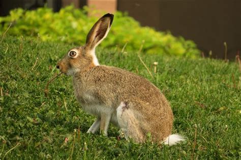 属兔的性格 属兔的人性格特点 - 万年历