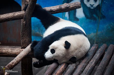 2020南京红山动物园大熊猫直播在哪看- 南京本地宝