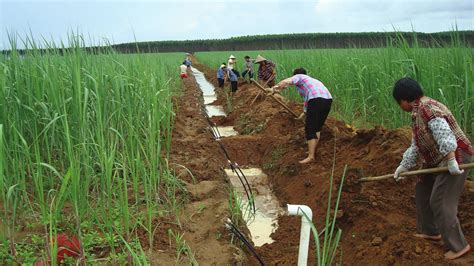 新疆水稻直播膜下滴灌旱作栽培试验研究（图片格式） - 中国节水灌溉网