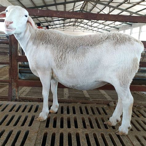 夏洛莱羊价格 80斤杜泊羊 波尔山羊羊苗2一3月价格 山东济宁-食品商务网