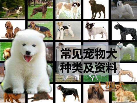 大型宠物狗品种图片大全 _排行榜大全