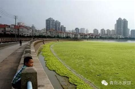 大海变“草原”！专家称青岛浒苔可能会长期存在于近海-千龙网·中国首都网