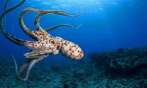 章鱼是一种适应性惊人的非常聪明的动物_艾米网