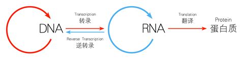 中心法则的所有情况，比如正RNA，负rna他们具体的中心法则内容是什么？ - 知乎