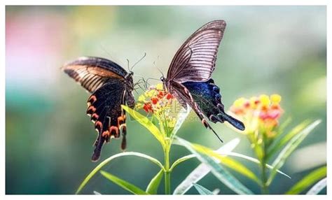 吃美丽的一只蝴蝶宏观镜头是水果里的饮用一种高清图片下载-正版图片307705208-摄图网